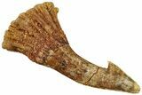 Fossil Sawfish (Onchopristis) Rostral Barb - Morocco #311225-1